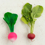 radish3 3daba8d8 88da 4e1a af4b ad4ddf1cf3df